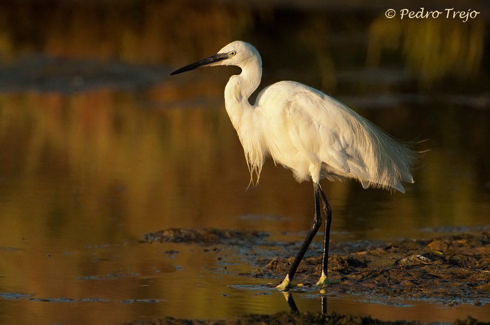 Garceta común (Egretta garzetta)